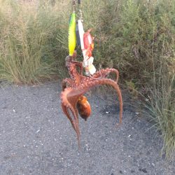 朝活再始動でタコ釣り！