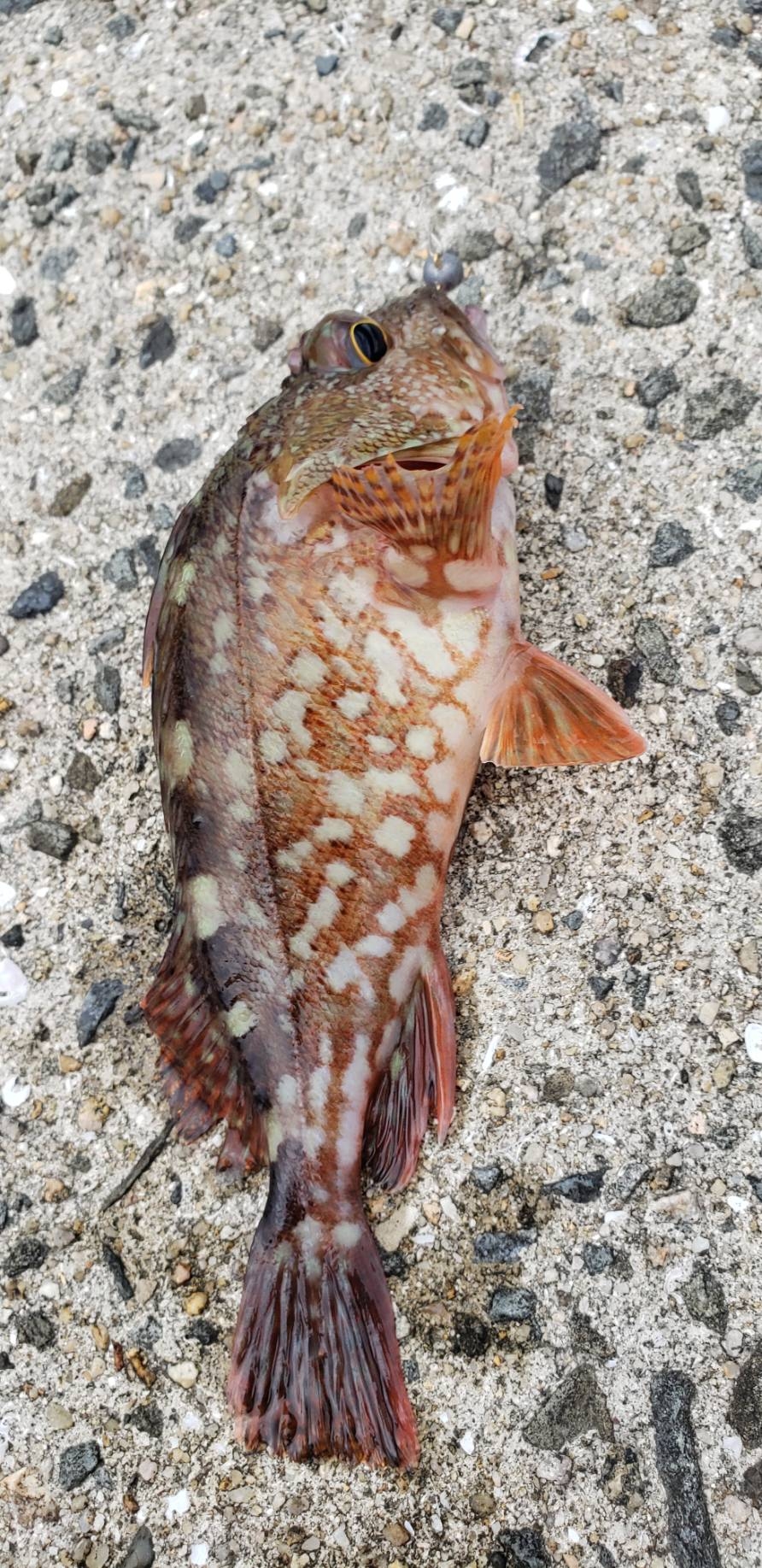 アジ探し@衣奈周辺