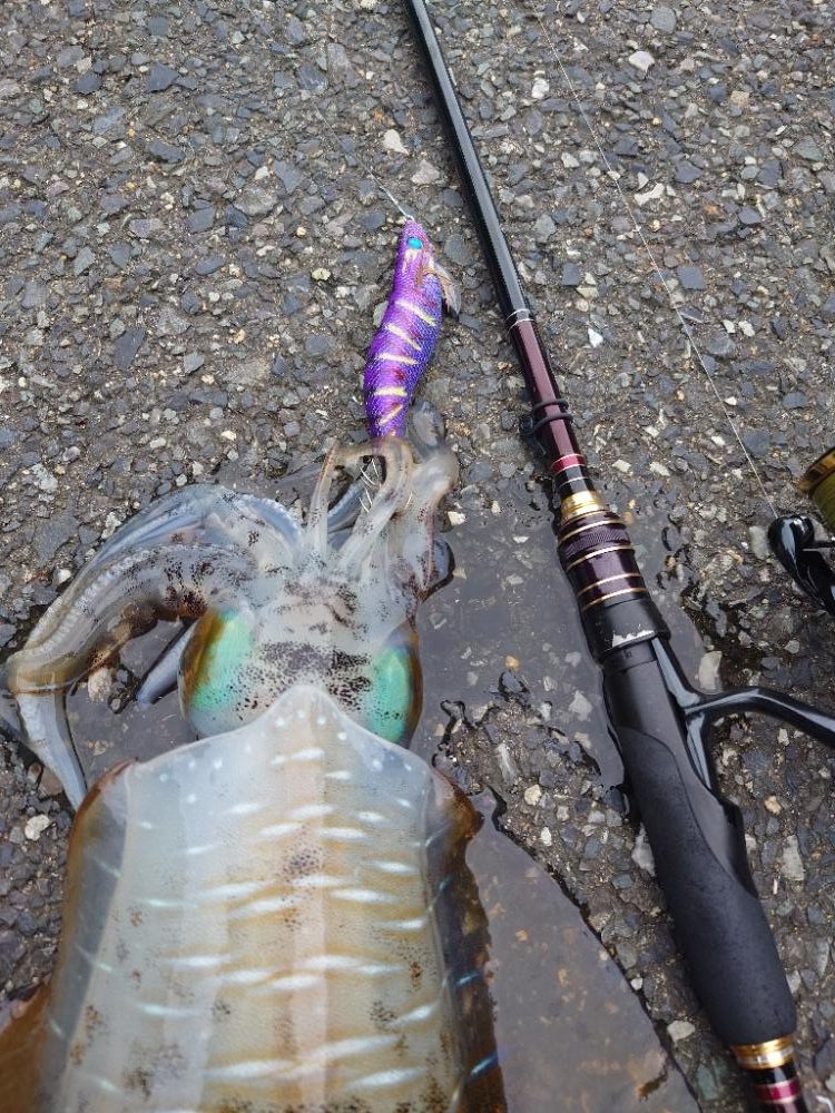 雨後エギングIN対馬