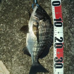 チヌは優しいね