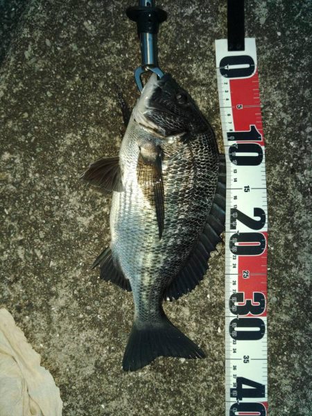 チヌは優しいね