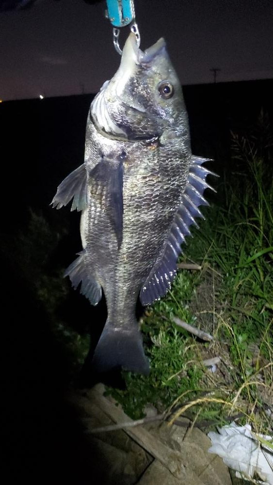 淀川半夜チニングで久々の50アップ