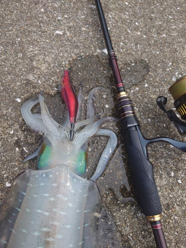 灼熱エギングIN対馬