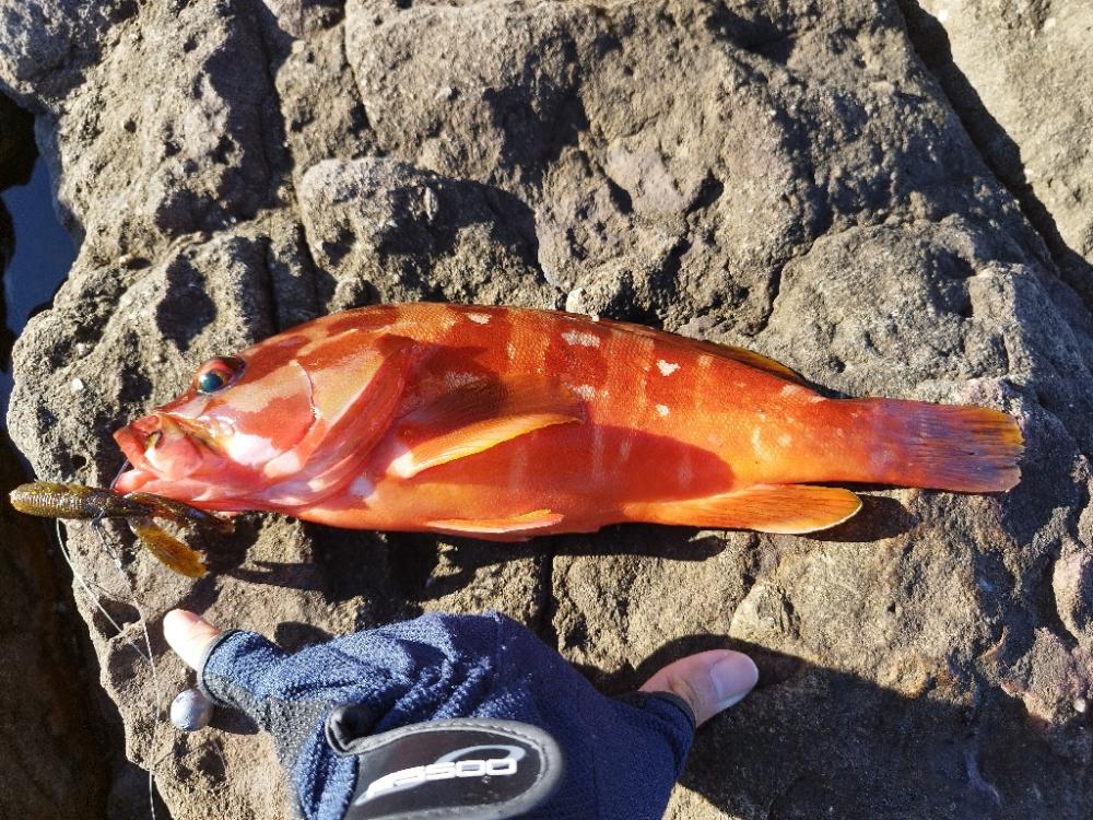 絞り出したアカハタ