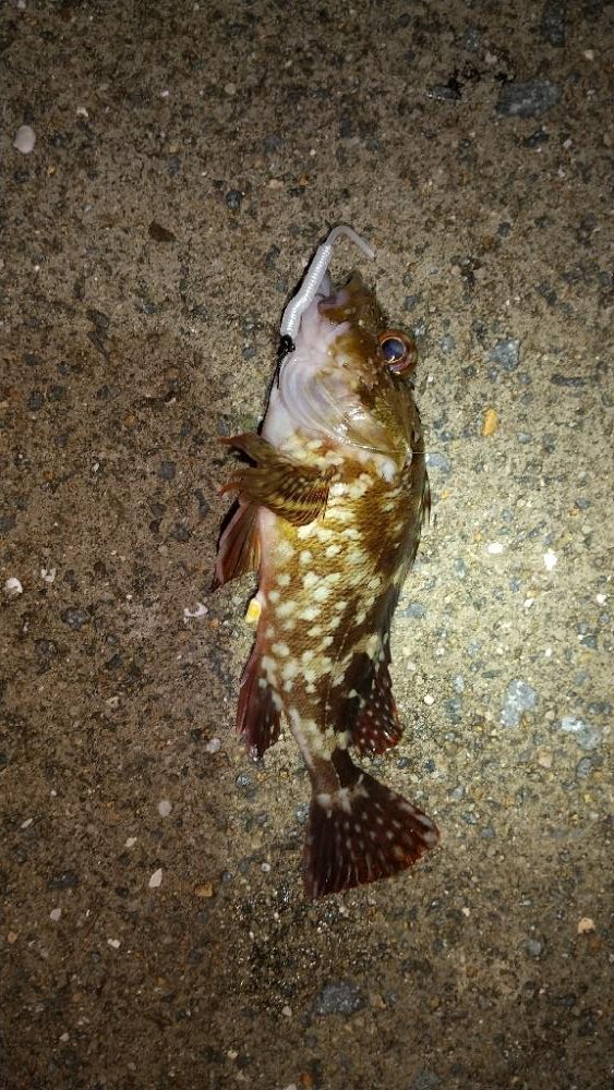 メバルを求めて