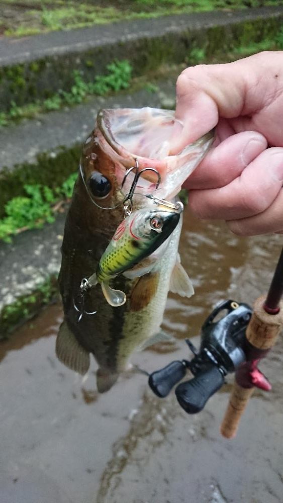 放流翌日の爆風