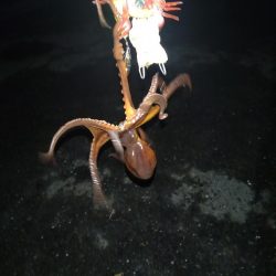 今年初のおかっぱりタコ