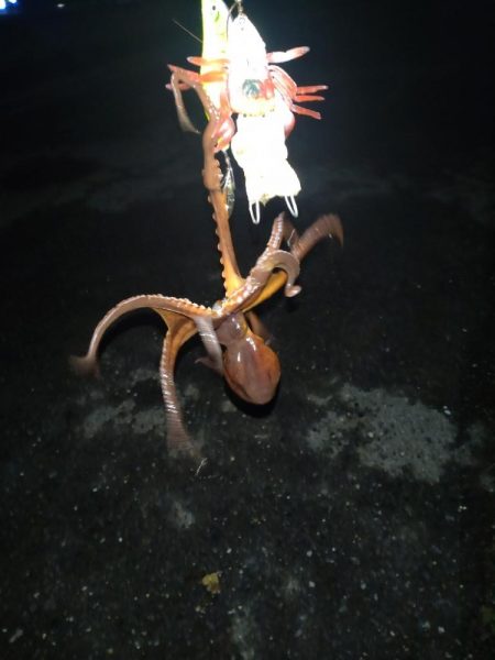 今年初のおかっぱりタコ