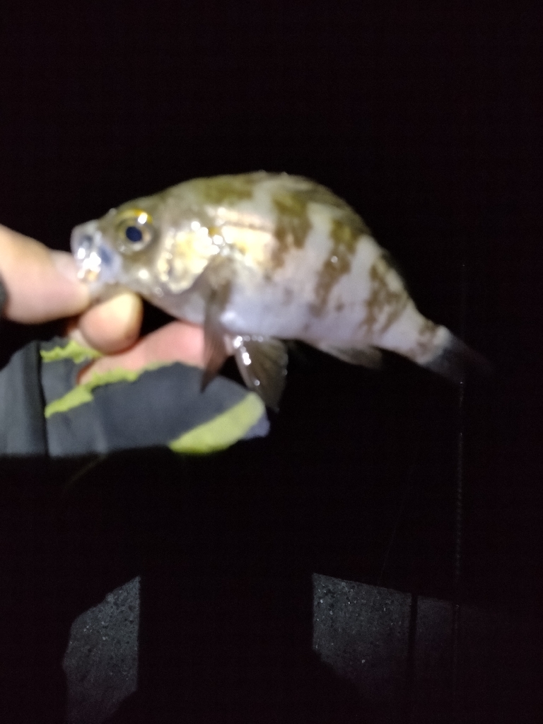 まだ、いける。