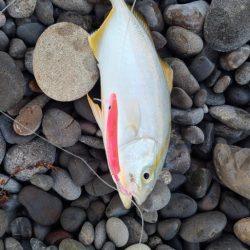 久しぶりの青物