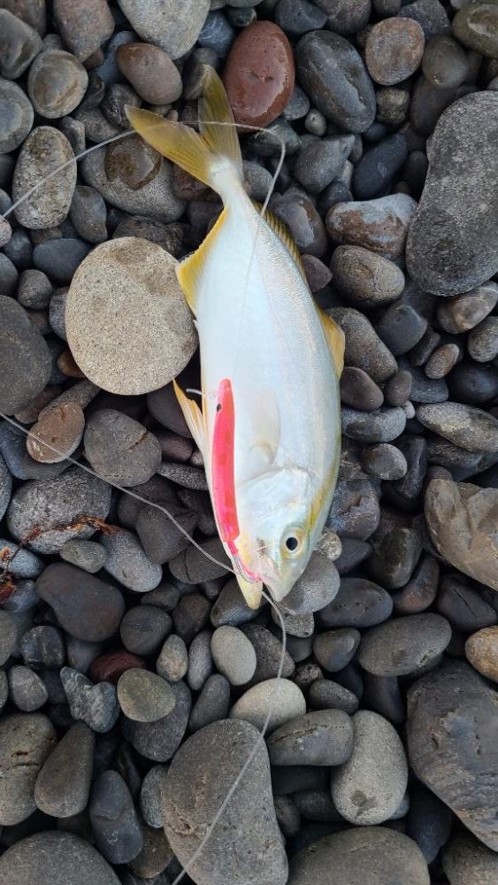 久しぶりの青物