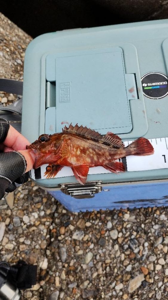 穴釣りハズレ無し