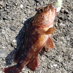 アジ探し@下津周辺