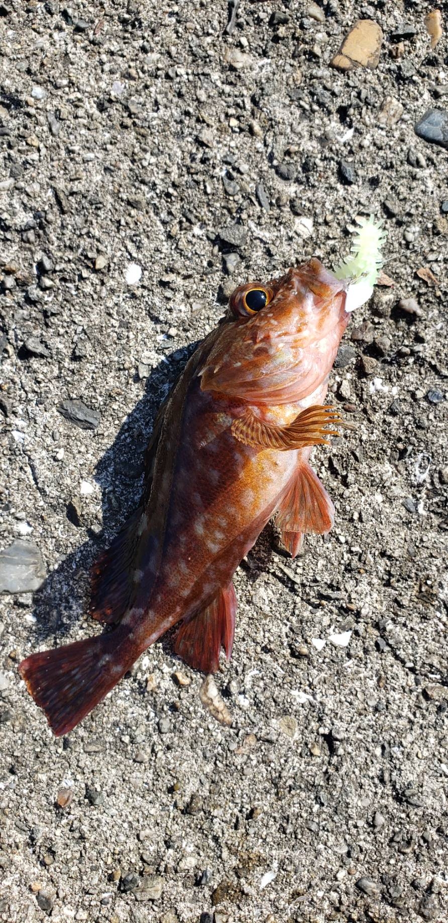 アジ探し@下津周辺