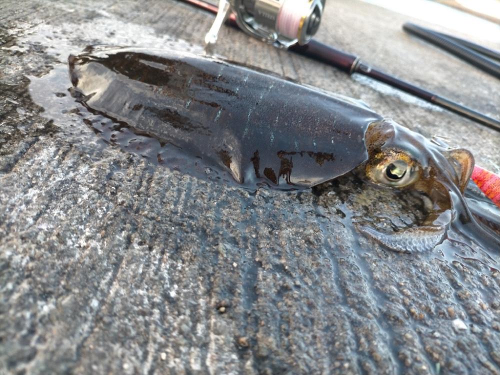 夕まずめのタイミングで