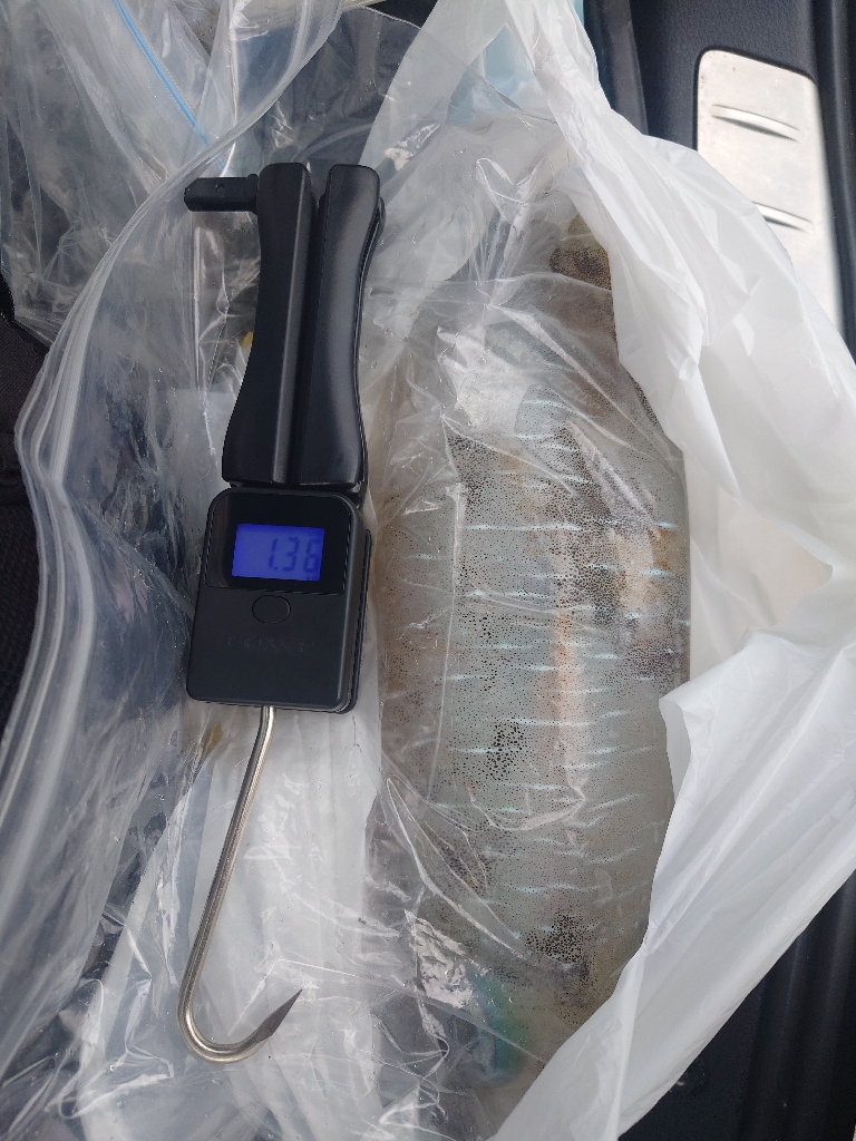 久々エギングIN対馬