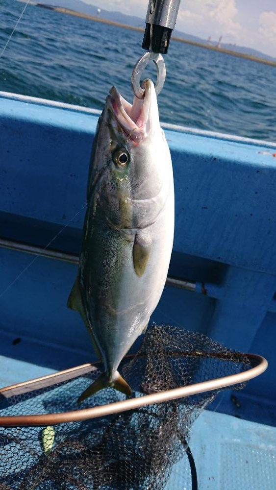 新タックルに鱗付け