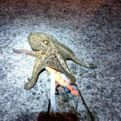 今夜はタコ焼きに