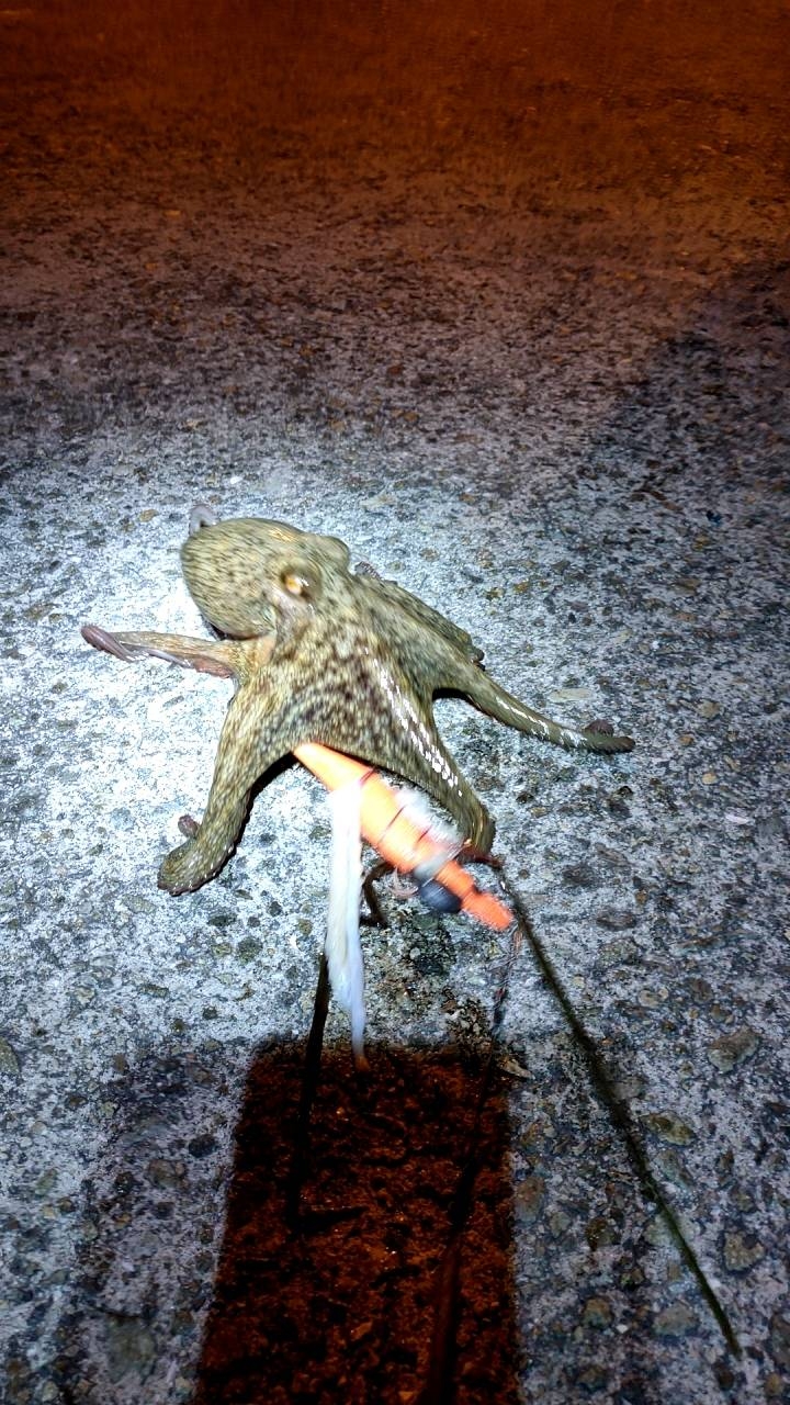 今夜はタコ焼きに