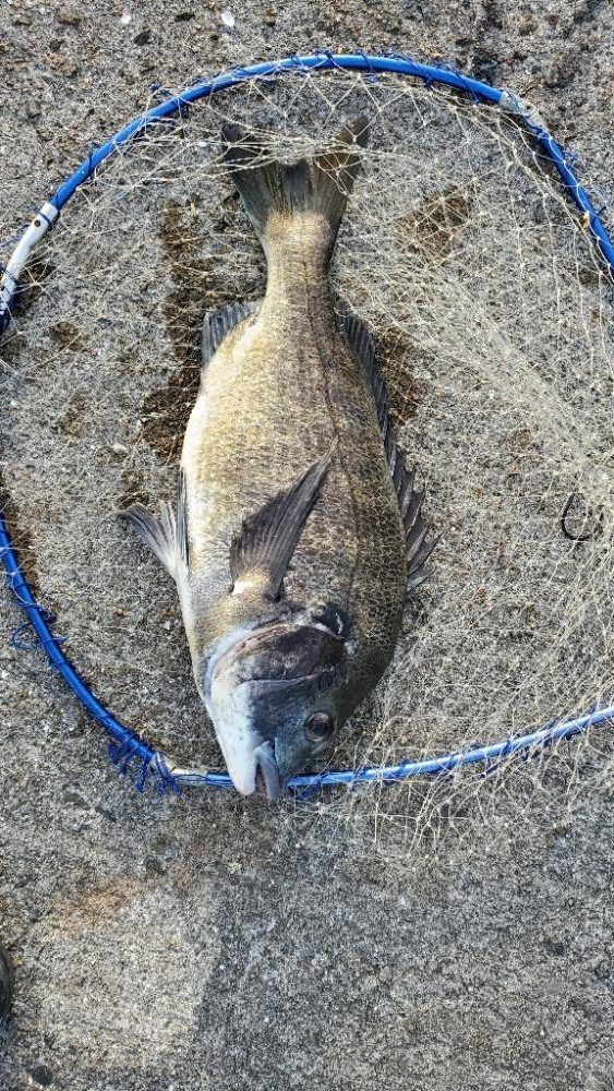 大サバ狙いで五目