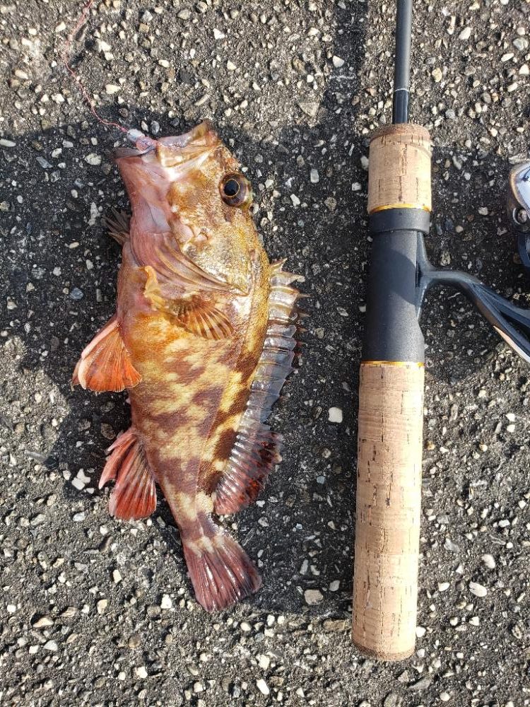 ロックフィッシュ釣行