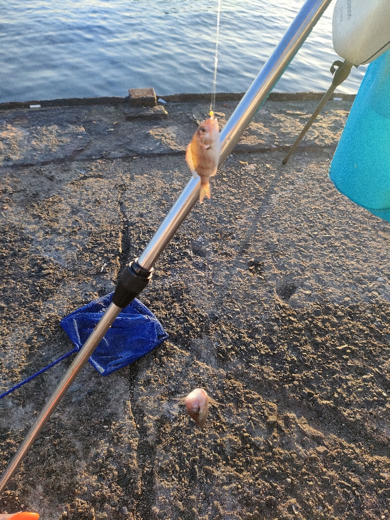 サビキとタコエギ