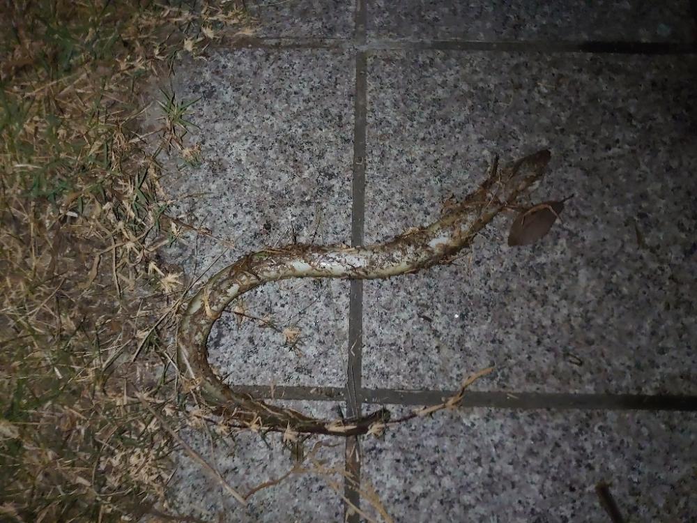 今季初うなぎ🎣