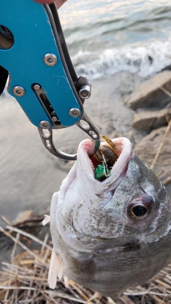 チンニング　ショートバイト多し