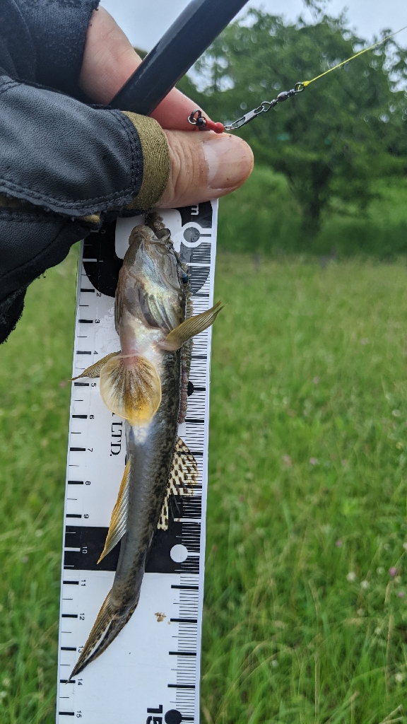 旧中川 ハゼ 2023初日