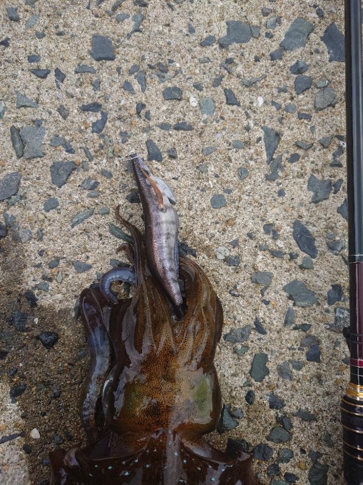 雨晴エギングIN対馬