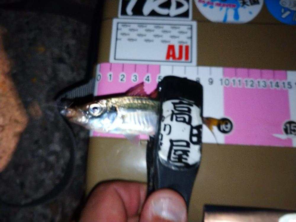 悶絶豆アジング