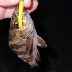 まだまだ梅雨メバル