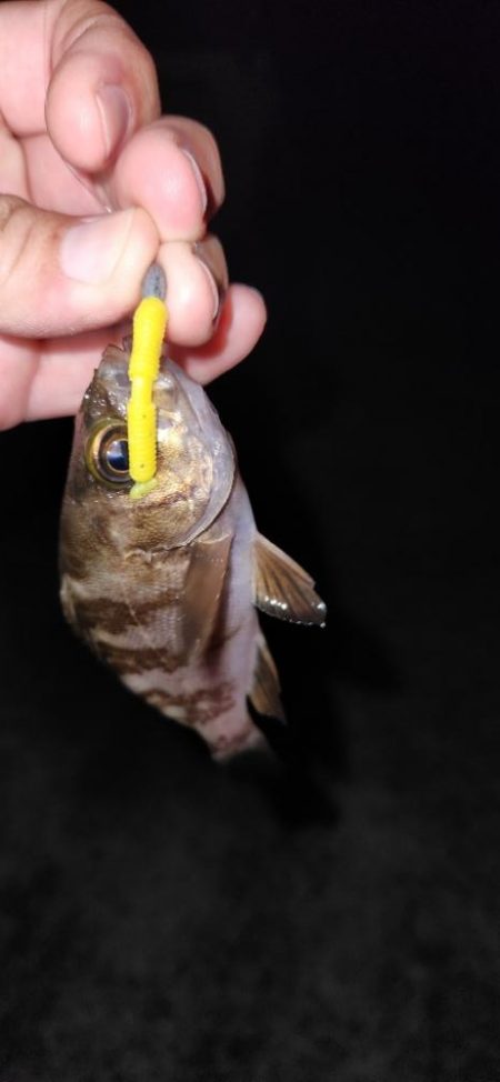 まだまだ梅雨メバル