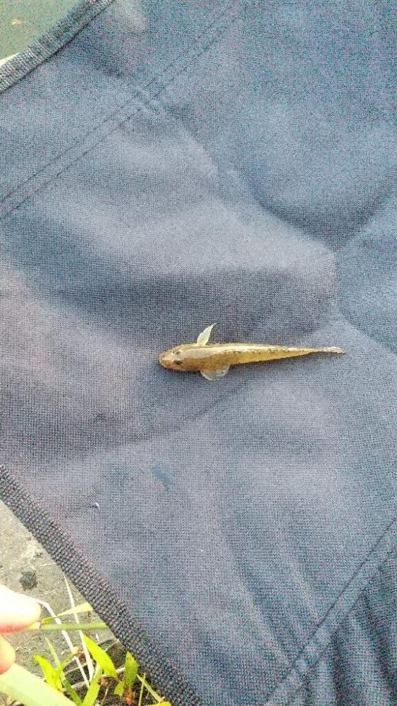 ハゼ釣り～暑い‼️