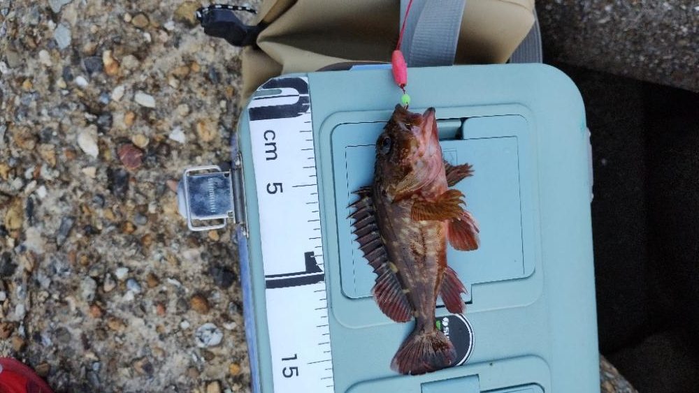 穴釣りは楽しい