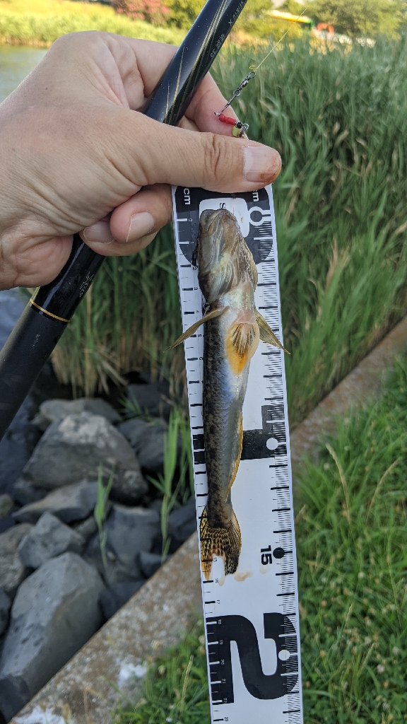 旧中川上流 ハゼ釣り