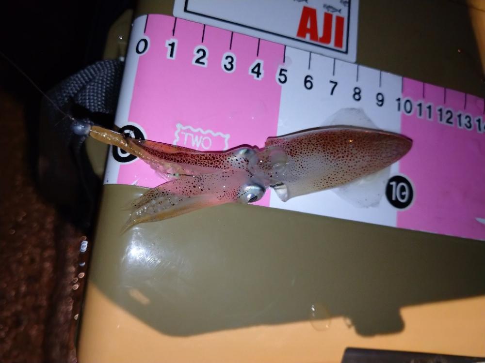 今夜も悶絶豆アジング