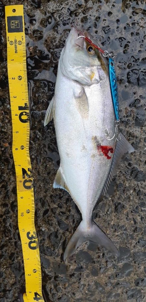 狙い通り根魚ゲット！