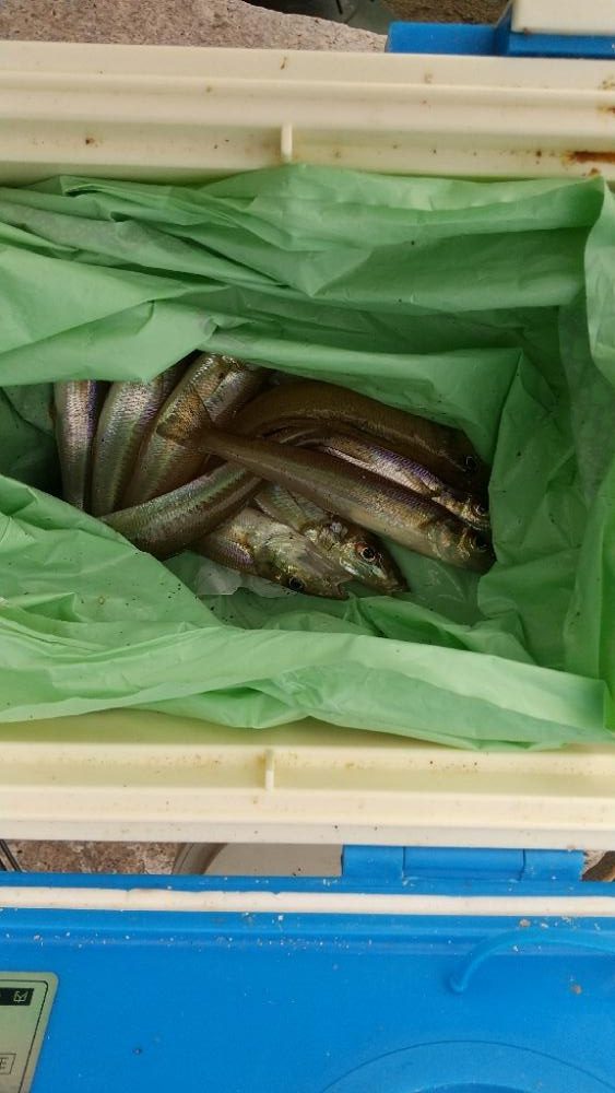 キス釣り～連投