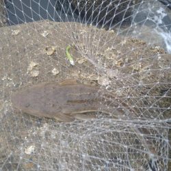 サーフでマゴチ