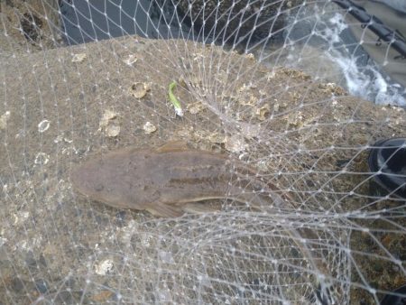 サーフでマゴチ