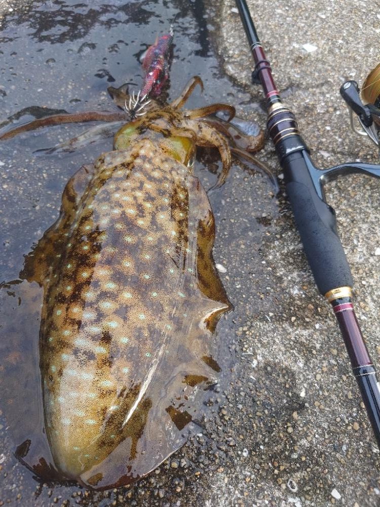 シゴオワエギングIN対馬