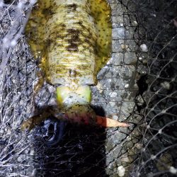 広川町でのエギング　小型でした