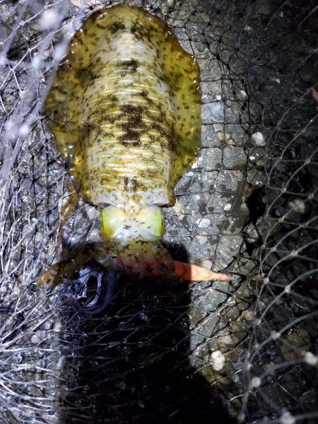 広川町でのエギング　小型でした