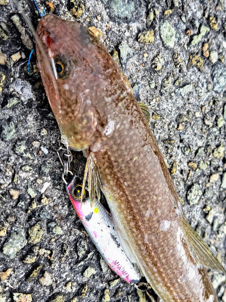 困ったときのこいつ