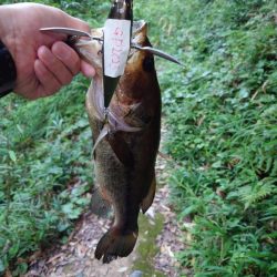 仕事前フィッシュ！