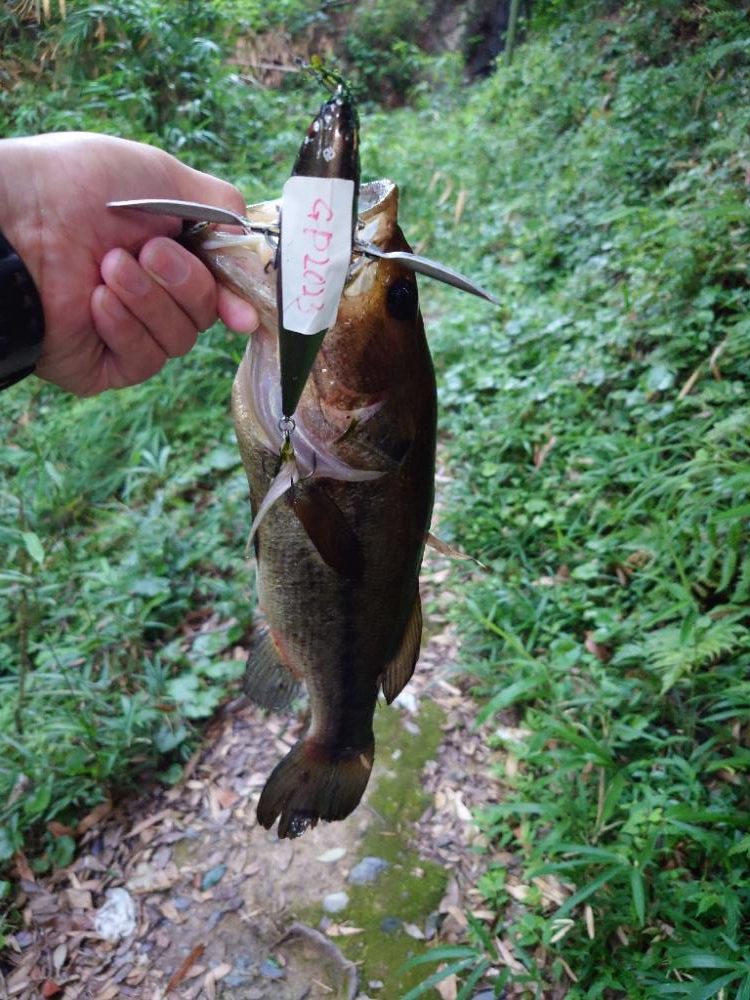 仕事前フィッシュ！