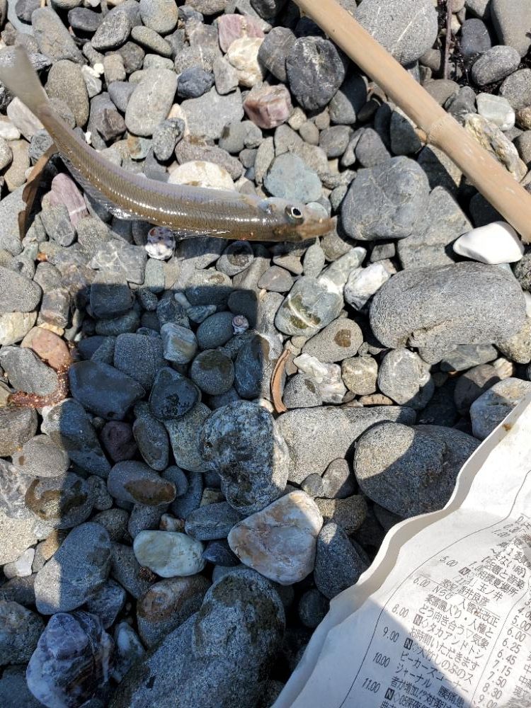 キス　大きくなり大漁
