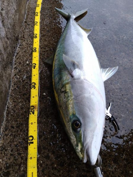 ブレードジグでブリ！