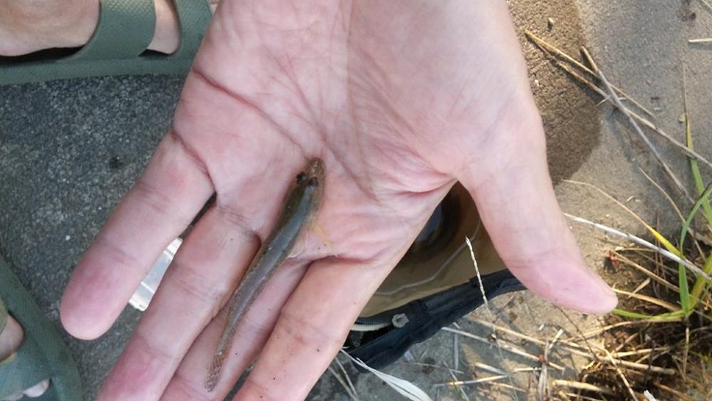 ハゼ釣り～朝活